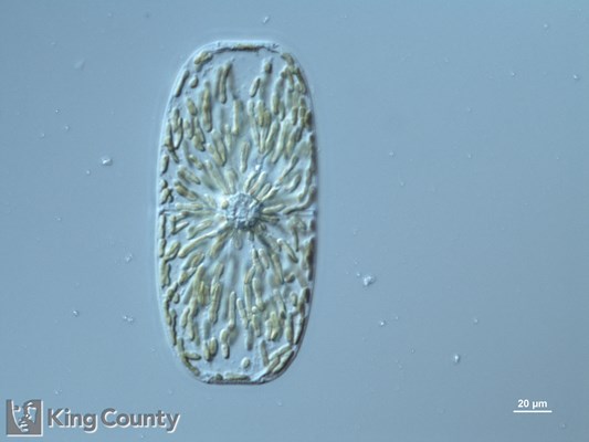 Photo of Tropidoneis antarctica
